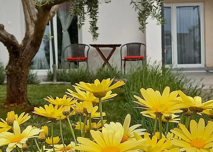 Leona Vidikovac, Apartamento Pula